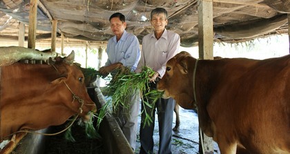 Mô hình chăn nuôi bò của ông Tài (phải) mang lại hiệu quả kinh tế cao.3-6.tif