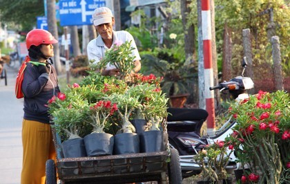  Nhiều thương lái, khách hàng đã bắt đầu chọn hoa tết để dành.