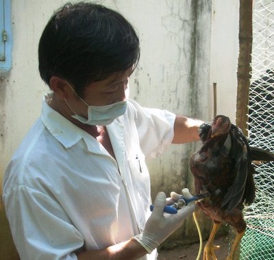 Tiêm phòng- khâu quan trọng chăn nuôi an toàn. Ảnh tư liệu