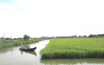 Trồng lúa sạch sinh thái cho gạo sạch
