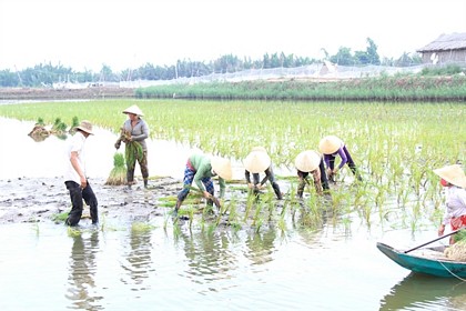 Trồng lúa sạch ở Thạnh Phú