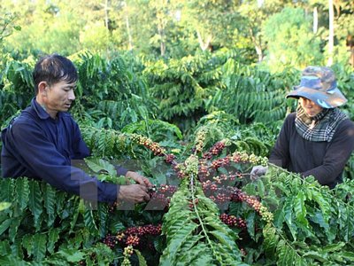 Thu hái càphê ở Đắk Lắk. (Ảnh: Dương Giang/TTXVN)