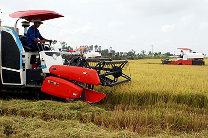 Nông dân trồng lúa thơm đang đạt lợi nhuận cao.