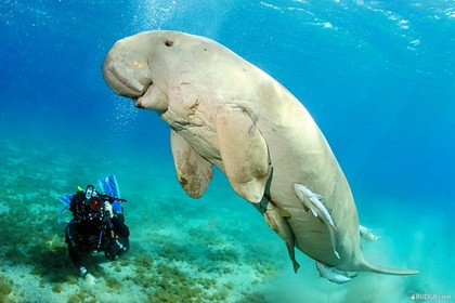 Cận cảnh một cá thể Dugong. (Ảnh: glogster.com)