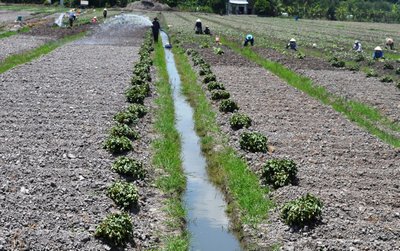  Nông dân tất bật xuống rau màu phục vụ thị trường tết.