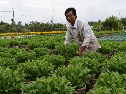 Sản lượng và chất lượng hoa phục vụ Tết tại làng hoa Phó Thọ - Bà Bộ  (TP.Cần Thơ) bị ảnh hưởng do mưa và không khí lạnh. Ảnh: Chúc Ly