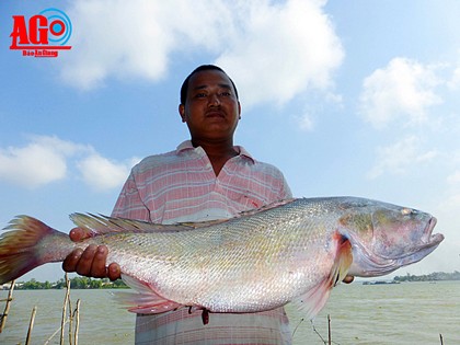 Con cá sửu nặng gần 6kg có màu ngà ngà vàng giá 150.000 đồng/kg