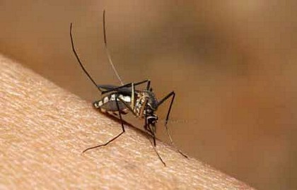 Mỗi năm trên thế giới có khoảng 22.000 ca tử vong do sốt xuất huyết Ảnh: TOPSANTÉ