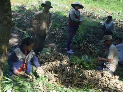 Người U Minh Thượng nỗ lực cải tạo, khai thác tiềm năng lợi thế vốn có của địa phương.