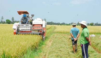 Thu hoạch lúa trong mô hình CĐL.