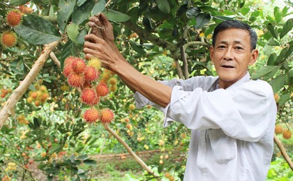 Ông Tính khá phấn khởi khi trồng chôm chôm tăng năng suất và chất lượng.