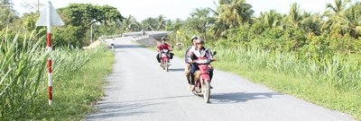 Cỏ voi được nhiều người dân trồng bên lề các tuyến giao thông.
