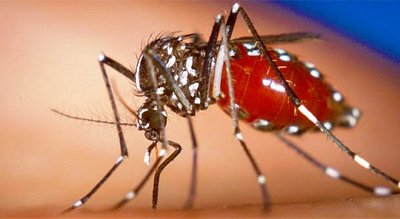 Muỗi truyền virus Zika cũng là muỗi gây sốt xuất huyết đang lưu hành ở Việt Nam. Ảnh: Bitacoramedica.