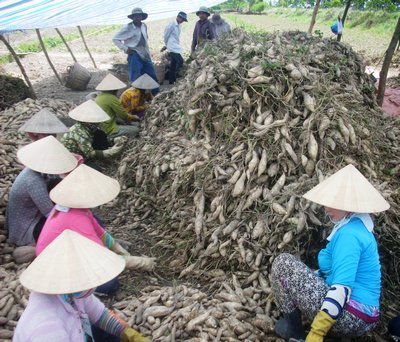 Giá khoai lang trắng, khoai sữa giá cả thường ổn định.