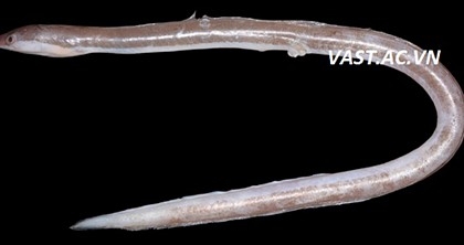 Mẫu gốc Holotype của loài cá Chình Phương Đông Chlopsis orientalis, chiều dài toàn thân 269 mm. Ảnh: Vast.ac.