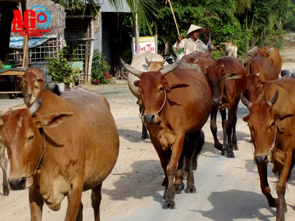 Nhiều nông dân miền núi vươn lên khá giả với mô hình nuôi bò vỗ béo