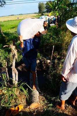 Nông dân huyện Trà Ôn đang thu hoạch vụ lúa Đông Xuân sớm 2016, dự kiến sẽ thu hoạch rộ ở Trà Ôn từ cuối tuần này.