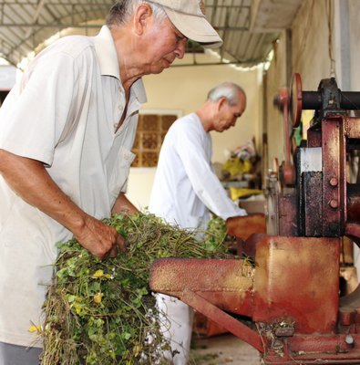 Sơ chế nguồn dược liệu địa phương tại Hưng Thạnh tự (Mỹ Thạnh Trung, Tam Bình).