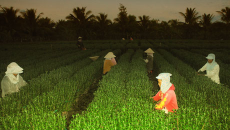   Người lao động tranh thủ cắt, tỉa hoa khi trời vừa hừng sáng