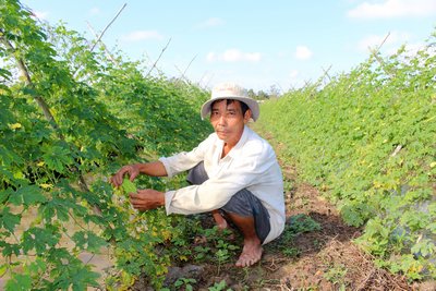 Nông dân Tam Bình mong chờ tết đẹp.