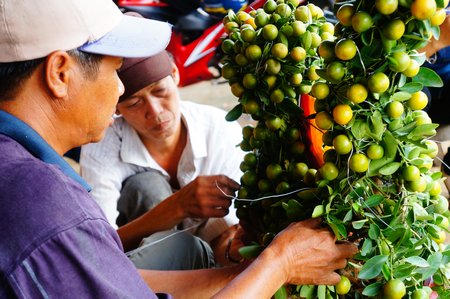 2 nghệ nhân đang thực hiện tạo hình “cá hóa long” từ kiểng tứ quý (1 triệu đồng/cặp).