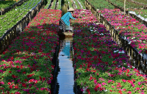 Cô Thắm đang chăm sóc những chậu hoa nở sớm để kịp giao cho khách hàng trang trí hội chợ.