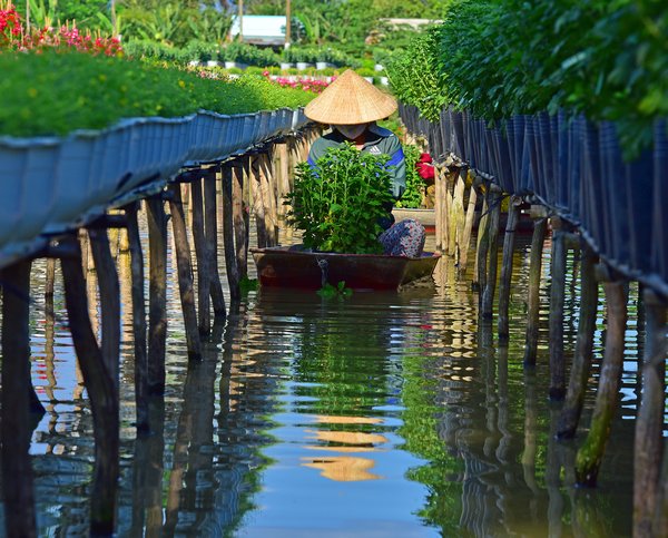 Một phụ nữ đang “lẩy chìa bông” để hoa nở nhiều và đồng đều trên chậu hoa.