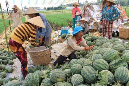 Nông dân thu hoạch dưa bán trước tết để mua sắm trong gia đình.