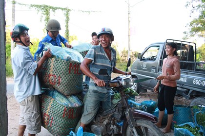 Thương lái đến từng hộ dân để mua rau và chở đến nơi tập kết.