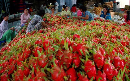 Ngày càng nhiều cơ hội cho hoa quả VN chinh phục thị trường thế giới