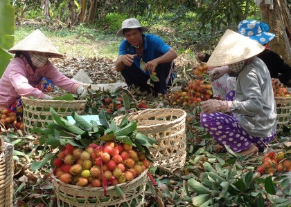 Thương lái mua chôm chôm java tại vườn chỉ dao động từ 5.000- 6.000đ/kg