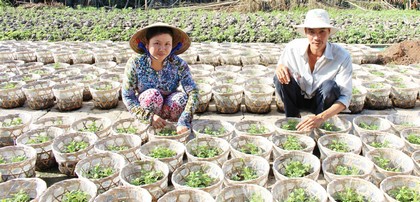 Từ phong trào thi đua, nông dân sản xuất ngày càng có hiệu quả.