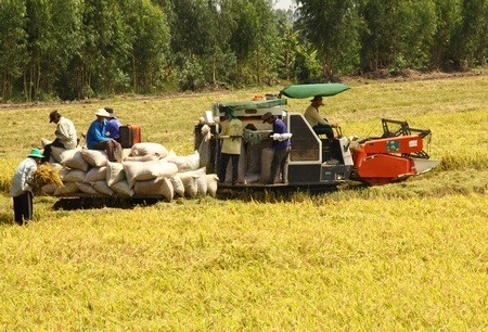 Chỉ thị được kỳ vọng khuyến khích NN- NT phát triển mạnh mẽ hơn.