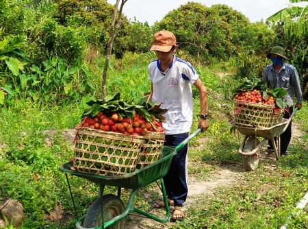 Nhiều chủ vườn bán tháo chôm chôm để có tiền lo tết.