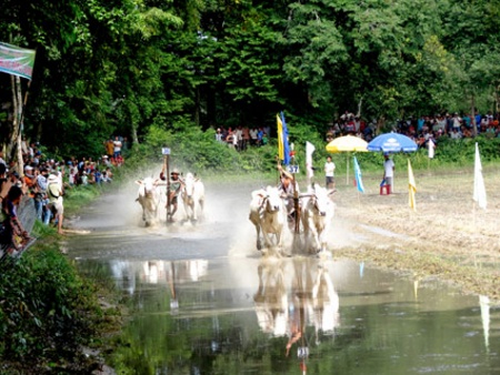  Đua bò ở An Giang.