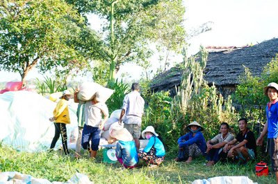 Thu hoạch lúa ở xã Trà Côn.