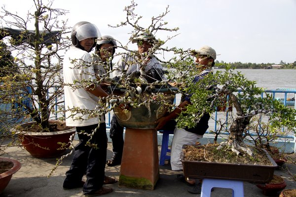 Hoa mai không thể thiếu trong ngày tết