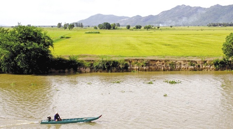 Cánh đồng lúa bạt ngàn ở Tri Tôn.