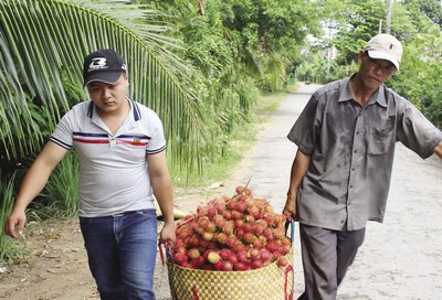 Chuẩn bị giao hàng cho thương lái.