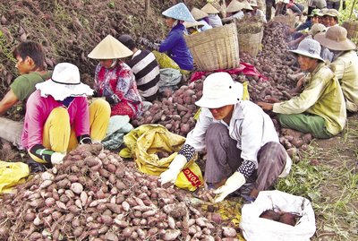 Khoai lang Thành Đông đang ngày càng khẳng định vị thế, có tiềm năng mở rộng và phát triển thị trường.