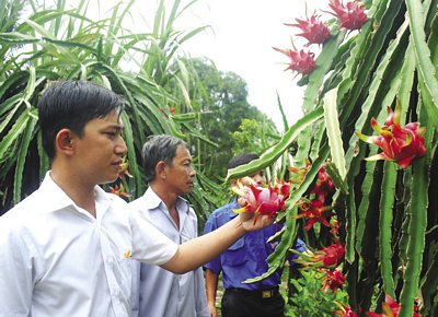 Thanh niên Tam Bình, chí thú làm ăn vươn lên khá giàu.