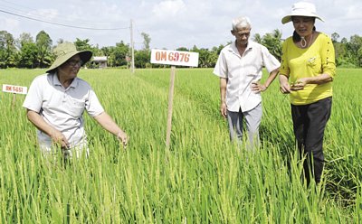 Chị Hoa đi thăm đồng định ngày thu hoạch.