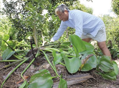 Mùa nối mùa, màu xanh cây lành, trái ngọt tiếp nối ở đất cù lao này.