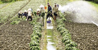 Cánh đồng khoai lang xã Thành Đông. Ảnh: Dương Thu