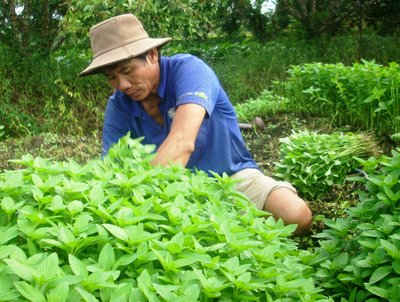 Nông dân kỳ vọng năm mới làm ăn thuận lợi.