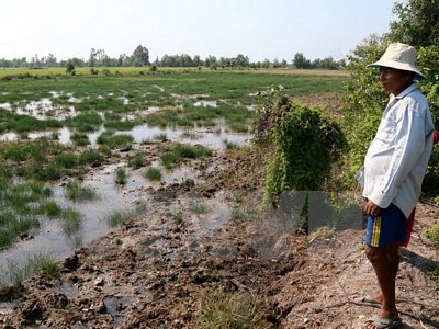 Ruộng lúa của ông Danh Coi, ngụ xã Bình Sơn, huyện Hòn Đất giờ để năn mọc vì đã gieo sạ cả vụ Hè Thu và Đông Xuân đều chết do nắng hạn, mặn xâm nhập. (Ảnh: Lê Sen/TTXVN)