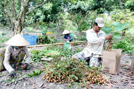 Thu hoạch nhãn tiêu da bò tại hộ bà Nguyễn Thị Lệ, xã Tân Thới, huyện Phong Điền, TP Cần Thơ.