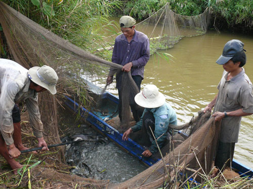 May mắn lắm mới có được những mẻ lưới được ít cá đồng ở miền Tây Ảnh: DUY NHÂN