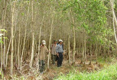 Lực lượng chức năng ở Cà Mau kiểm tra phòng chống cháy rừng