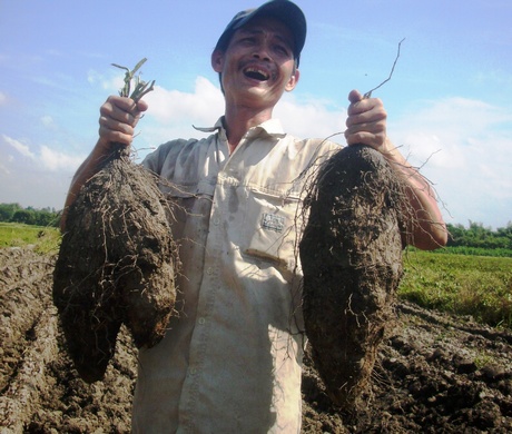 Nông dân xã Long Mỹ (Mang Thít). Ảnh: H.MINH